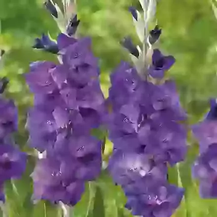 Purple Flora